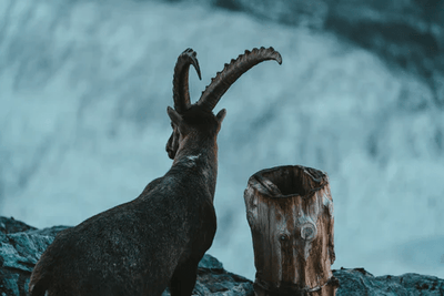 Happy Birthday Capricorn